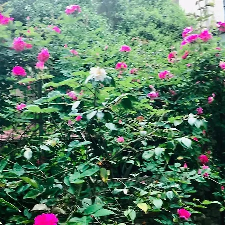 Apartman Casa Di Annusca Firenze